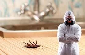 شركة مكافحة حشرات بالجبيل